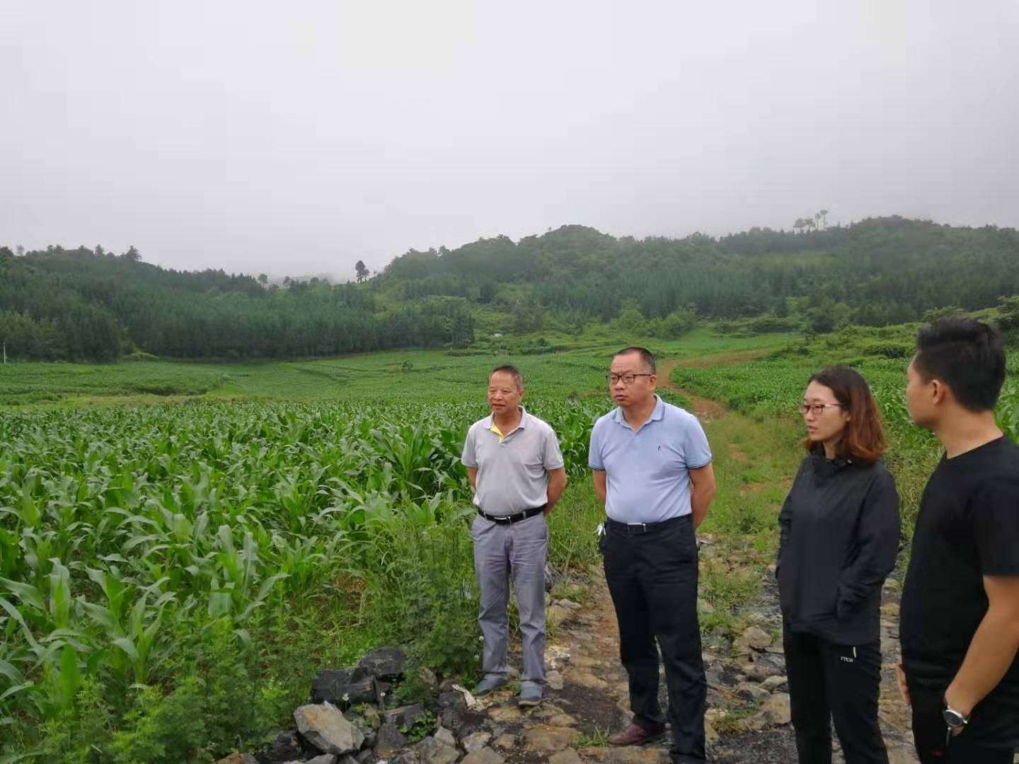 2019.6.30 李小冬 调研青贮玉米高效种植基地.jpg