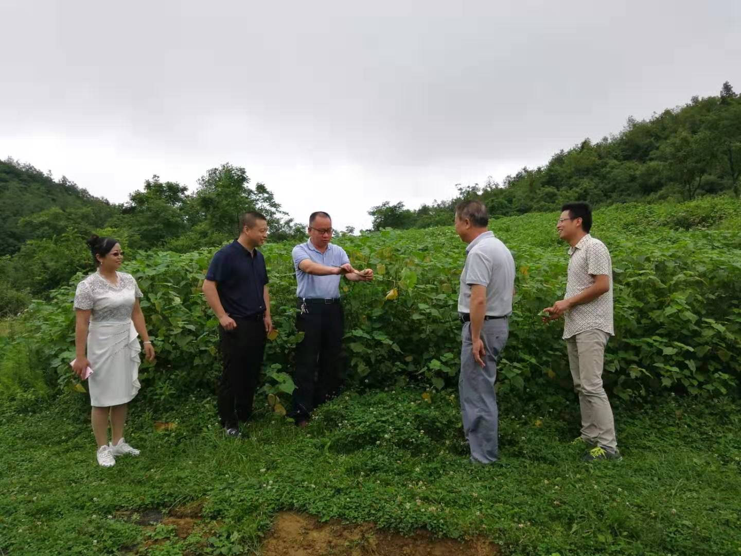 2019.6.30 李小冬 调研金荞麦种植基地并讲解金荞麦的利用与繁殖技术.jpg